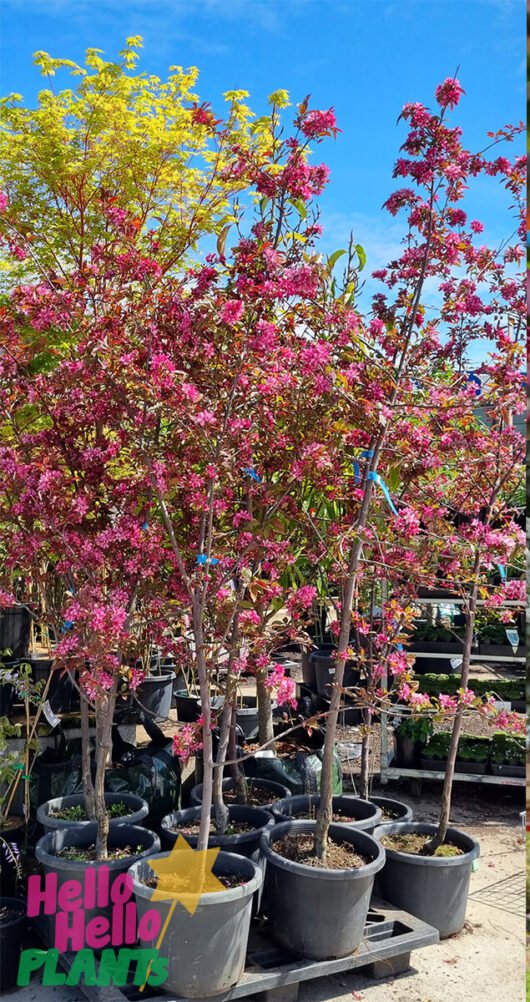 Malus 'Royal Raindrops™' Crab Apple 20" Pot