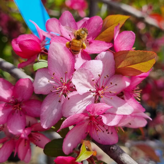 Hello Hello Plants Malus ‘Royal Raindrops™’ Crab Apple flower closeup