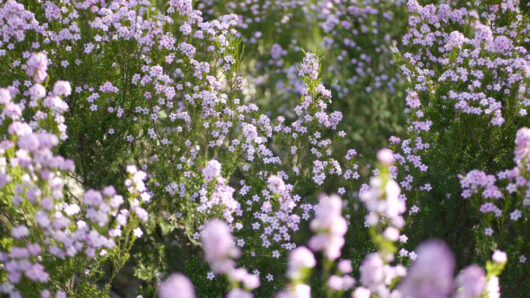 Coleonema 'Pink' Diosma