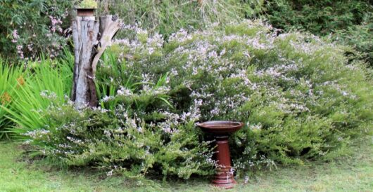 pink flowering fragrant shrub diosma