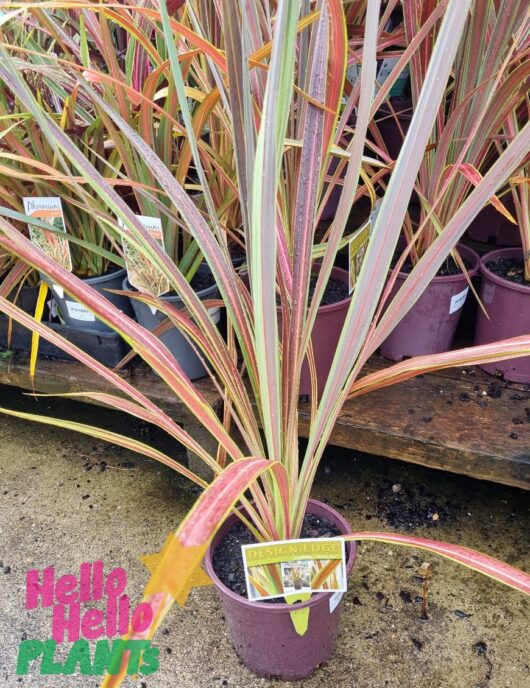 Cordyline 'Electric Star™'