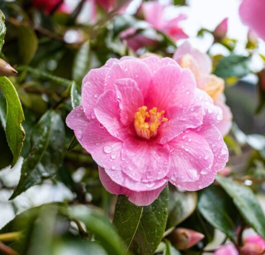 Camellia sasanqua 'Plantation Pink' - Hello Hello Plants & Garden Supplies