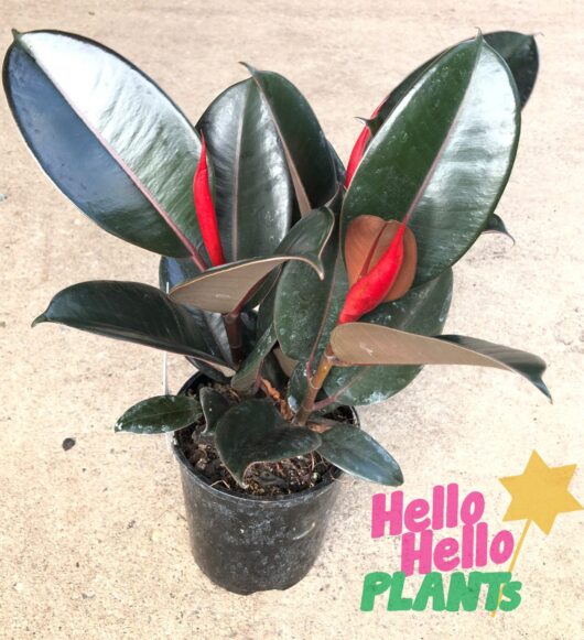 Ficus 'Burgundy' Rubber Fig 6" Pot