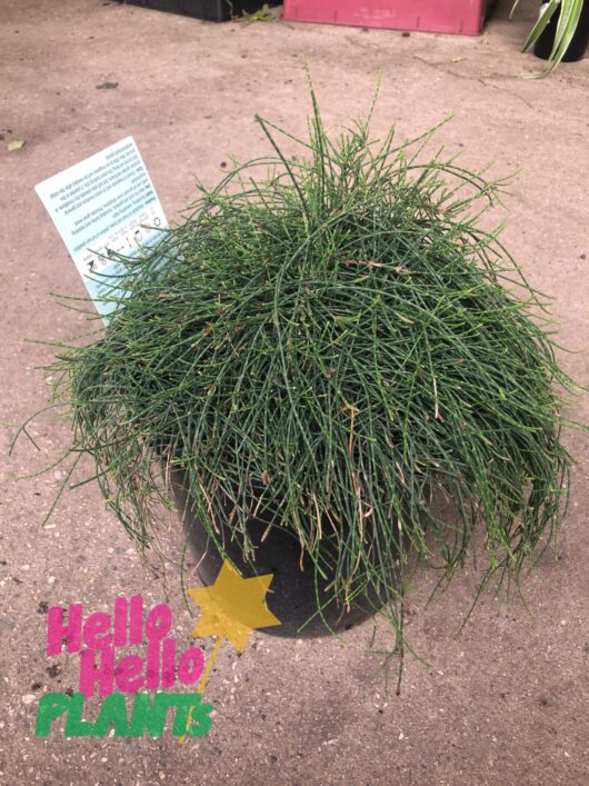 Casuarina 'Cousin It' 8" Pot