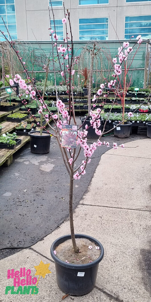Hello Hello Plants Prunus x blireana ‘Pink Plum Blossom’ 16″ Pot