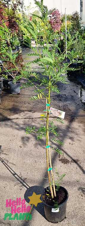 Hello Hello Plants Virgilia 'Cape Lilac' Tree 8in Pot