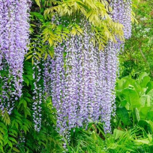 Hello Hello Plants Nursery Campbellfield Melbourne Victoria Australia Wisteria floribunda syn. wisteria longissima japanese wisteria purple flowers