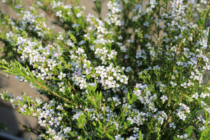 white flowering green diosma fragrant bush