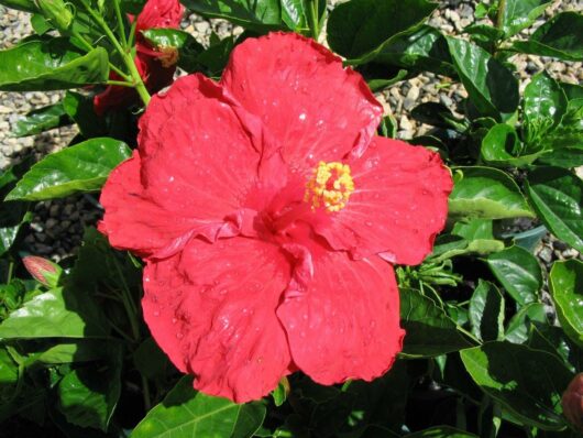 Hibiscus "Catavki"