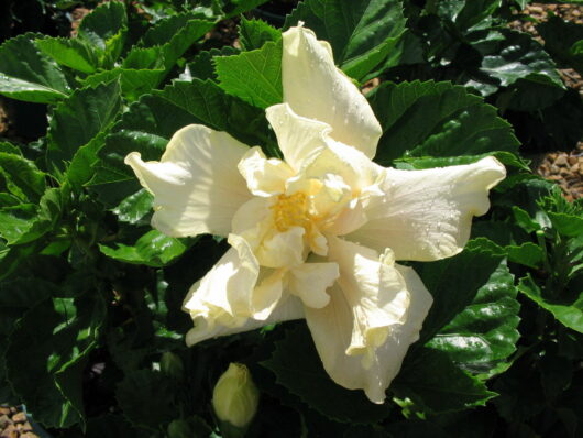 Hibiscus "White Kalakaua"