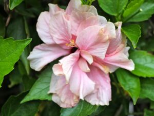 Hibiscus "Enid Lewis"