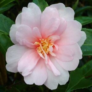 Camellia "Jean May"