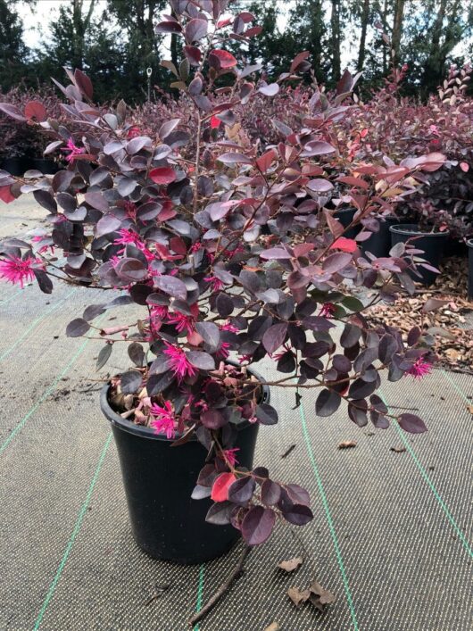 Hello Hello Plants Nursery Melbourne Victoria Australia Loropetalum chinense Purple Prince Chinese Fringe Bush 17cm Pot