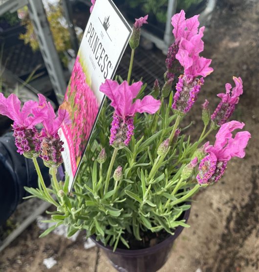 Lavandula hybrid Lavinnova The Princess lavender in a pot with label and pretty delicate pink flowers