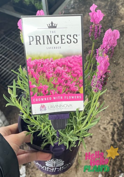 Lavandula Lavinnova The Princess Lavender flowers in a purple pot with label and pinky flowers