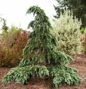 Cedrus "Divinely Blue"