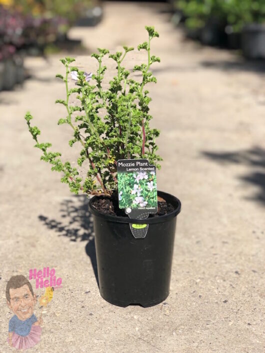 Pelargonium Lemon Scented 'Mozzie Plant' 6" Pot for sale at a garden center.