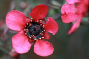 Leptospermum "Wiri Donna"