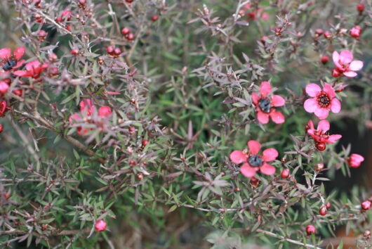 Blossoming pink flowers amidst sharp green thorns on a Leptospermum 'Wiri Donna' Tea Tree 6" Pot bush.