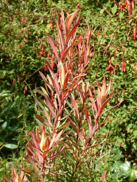 New red growth on a Leucadendron 'Fire Glow' 6" Pot with hanging tubular flowers in the background.