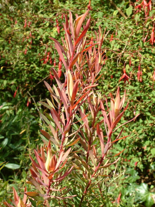 New red growth on a Leucadendron 'Fire Glow' 6" Pot with hanging tubular flowers in the background.