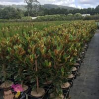 Magnolia 'Little Gem' 10" Pot @ Hello Hello Plants