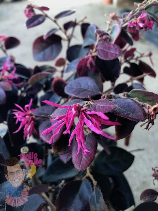 Loropetalum "Purple Prince" 7" Pot @ Hello Hello Plants