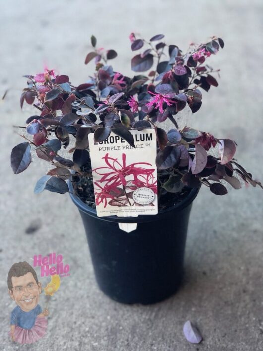 Loropetalum 'Purple Prince' 7" Pot shrub with a descriptive label.