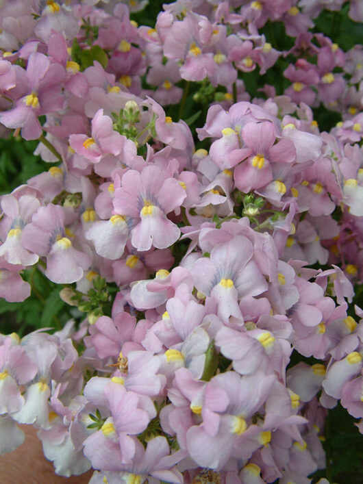 Nemesia "Lavender Pink"