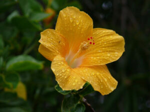 A yellow Hibiscus 'Bruceii' 6" Pot flower with raindrops on its petals.