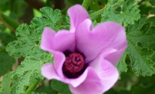 Native Hibiscus Pink