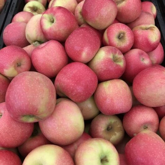 A pile of Malus 'Pink Lady' Apple Dwarf (Espaliered) 10" Pot and green apples stacked closely together.