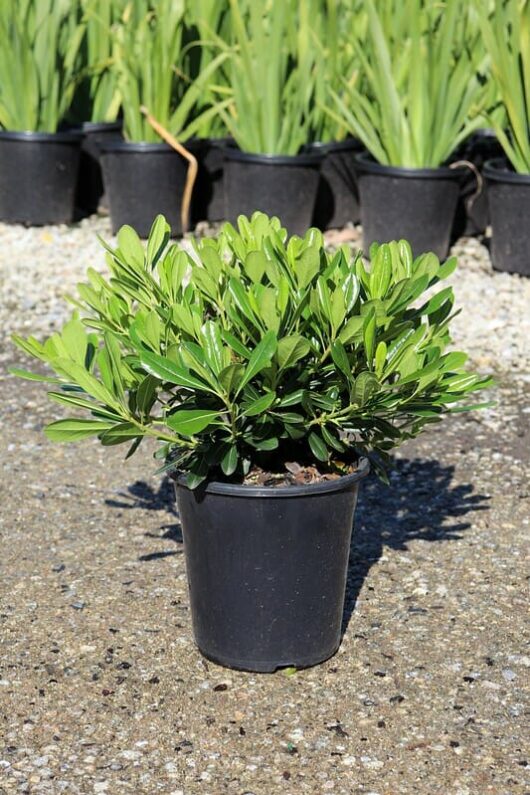 A Pittosporum 'Japanese Mock Orange' 7" Pot on a gravel surface, with rows of similar plants in black pots blurred in the background.