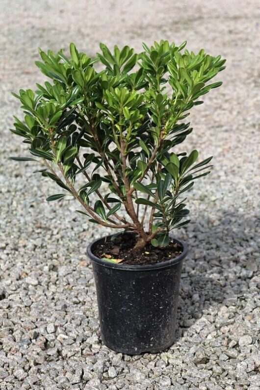 A Pittosporum 'Japanese Mock Orange' 7" Pot shrub with glossy leaves, sitting on a gravel surface. The pot is black and shows dirt specks.