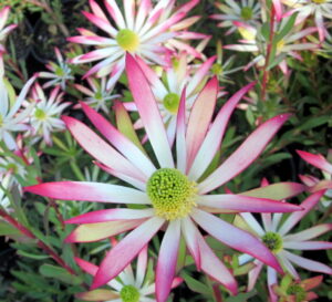 Leucadendron "Superstar"