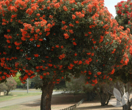 Lush Corymbia 'Wild Sunset' Grafted Gum trees with vibrant red flowers lining a path in a park, under a hazy sky.