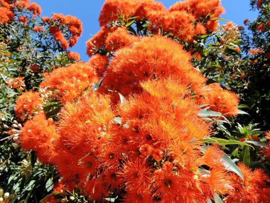 Vibrant orange Corymbia 'Wild Sunset' Grafted Gum 8" Pot flowering eucalyptus tree under a clear blue sky.