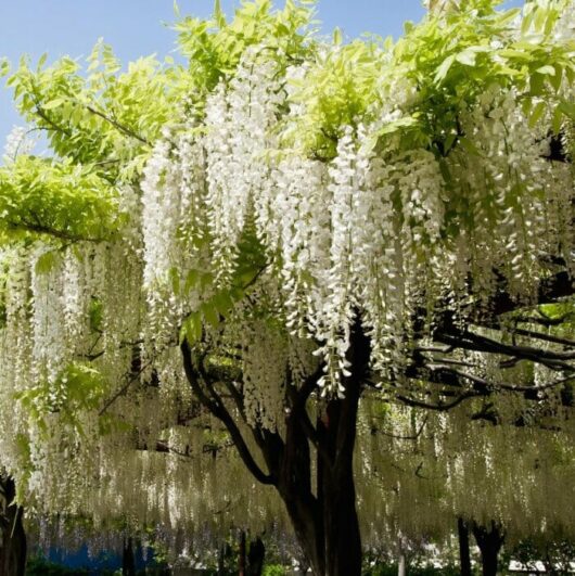A Wisteria 'Shiro Kapitan' Silky Wisteria 10" Pot tree in full bloom with cascades of white flowers under a clear blue sky.