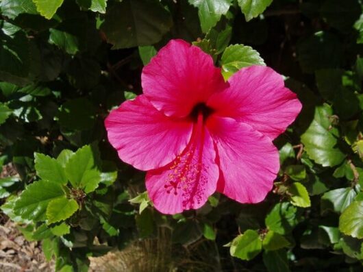 Hibiscus "Lipstick"