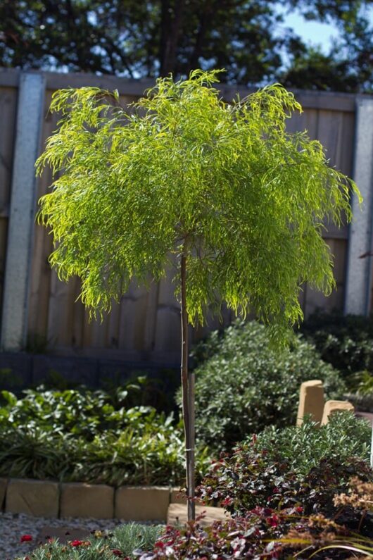 Standard Acacia "Fettuccini"