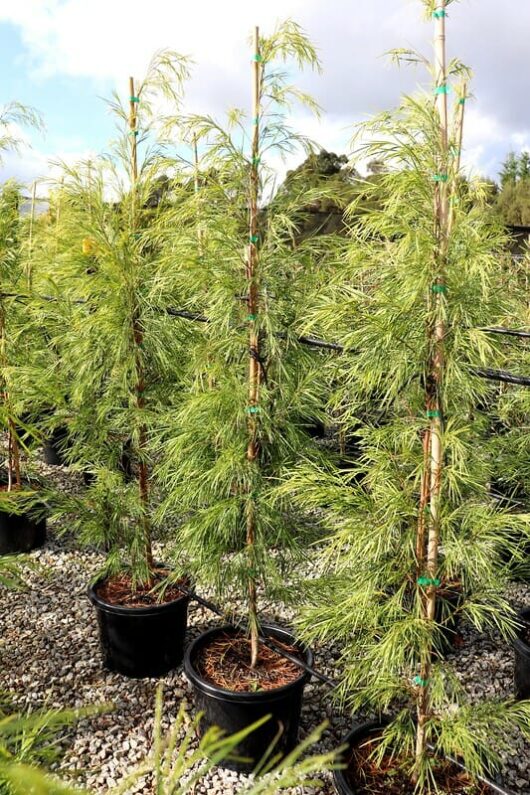 Potted young Acacia 'Green Screen' 13" Pot trees with long, slender leaves, supported by bamboo stakes, set on a gravel surface outdoors under a cloudy sky.