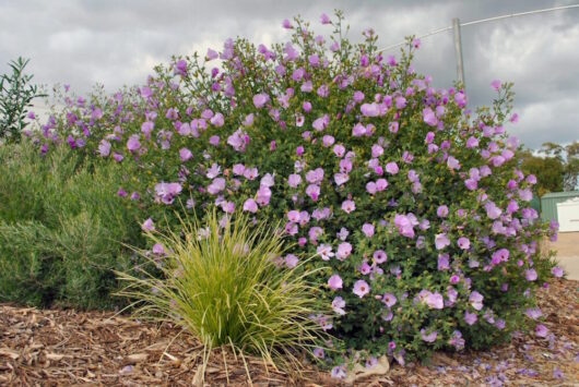 Native Hibiscus Pink