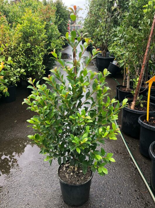 A Syzygium 'Backyard Bliss' Lilly Pilly with lush green leaves stands on a wet surface in a nursery, surrounded by other plants, under a cloudy sky.