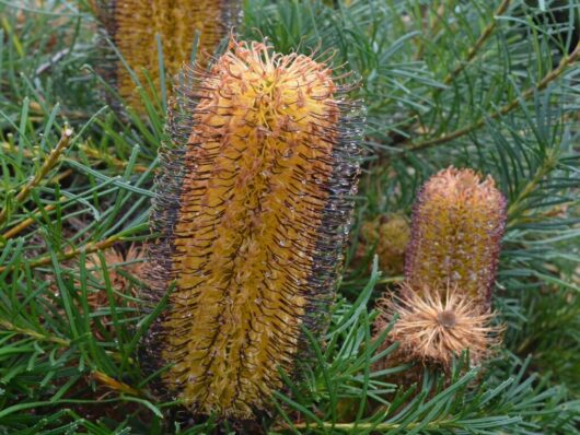 Banksia 'Cherry Candles' amid green needles, displaying stages of maturity in a 6" pot.