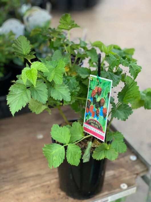 A Rubus 'Boysenberry' 6" Pot with a tag showing ripe boysenberries, displayed on a wooden surface outdoors.