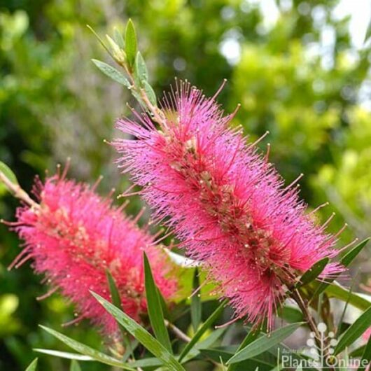 Callistemon "Sugar Candy"