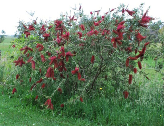 A Callistemon 'Genoa Glory™' 8" Pot plant with red bottlebrush flowers in a grassy field.