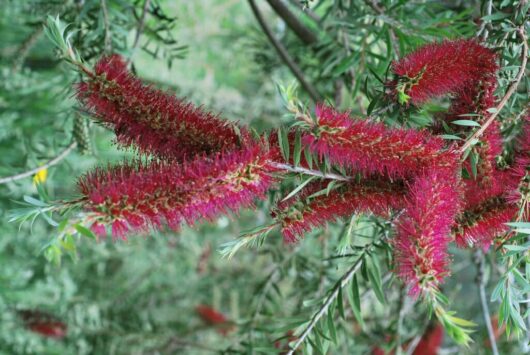 Callistemon "Genoa Glory"