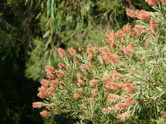 A cluster of Callistemon 'Sugar Candy' flowers blooming amidst green foliage in a natural setting, growing healthily in a Callistemon 'Sugar Candy' 6" Pot.
