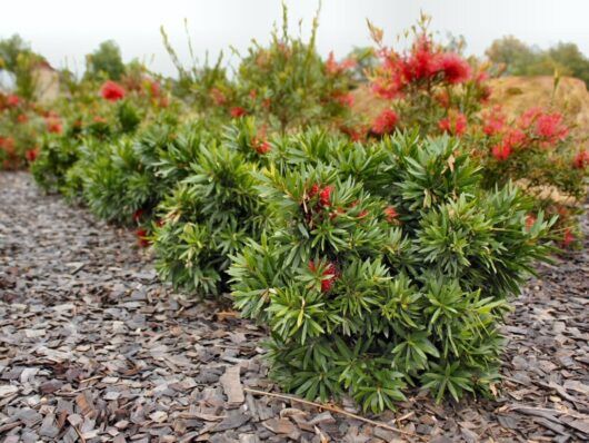 A row of flowering Callistemon 'Green John™' shrubs with red blooms, planted in a mulched garden bed.